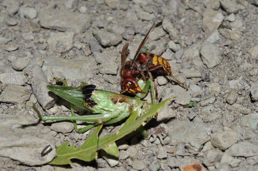 L''attacco del Calabrone e frazionamento della preda